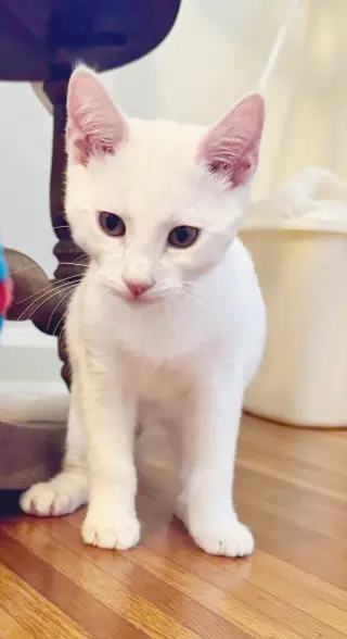 Snowball
