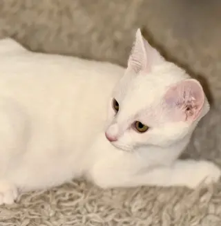 Snowball