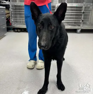 Berry