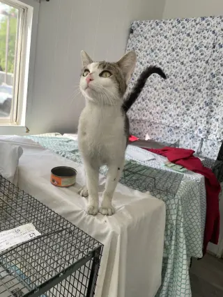 Dooper