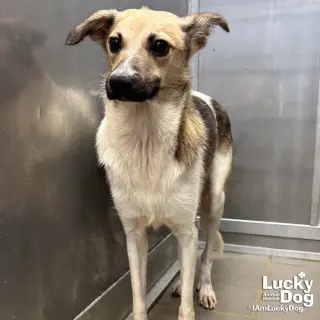 Otis