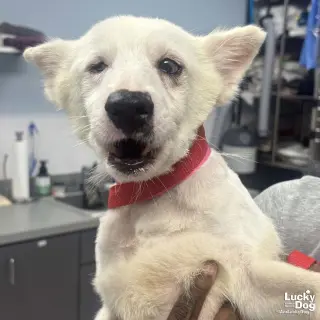 Echo