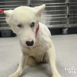 Echo
