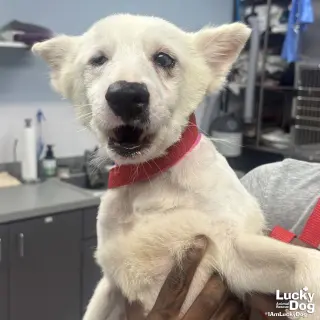 Echo