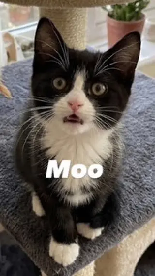 Moo
