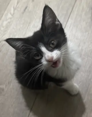 Moo