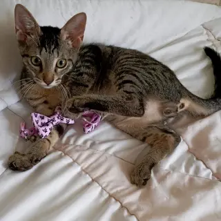 Leo #tabby-IV-pack