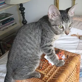 Leo #tabby-IV-pack