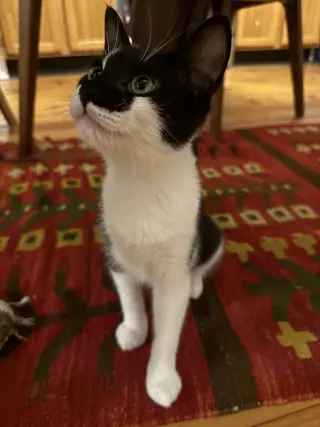 Pipo & Takki
