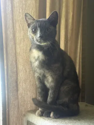 Miss Kitty Boo Boo