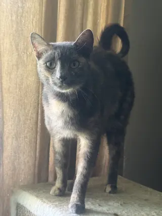 Miss Kitty Boo Boo
