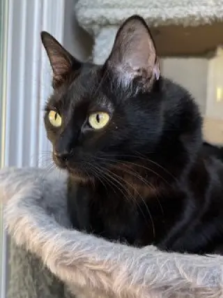 LITTLE LOVE