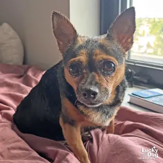 Nugget