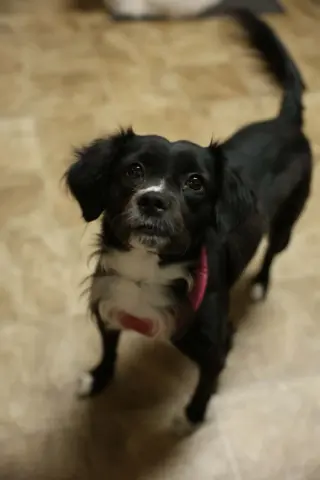 Oreo