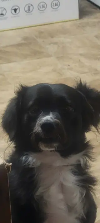Oreo