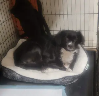 Oreo