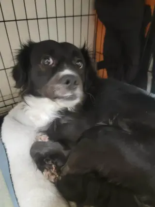 Oreo