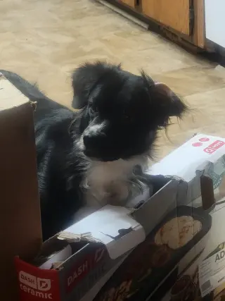 Oreo