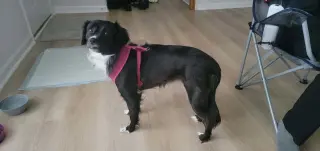 Oreo