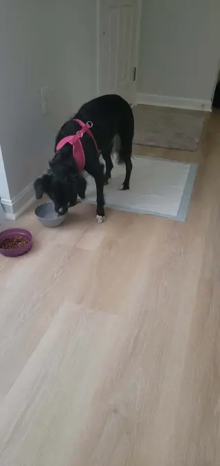 Oreo