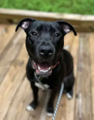 Linus