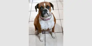 Missy II