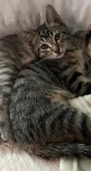 Boober