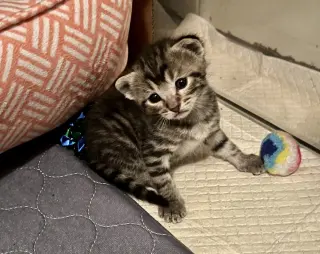Boober
