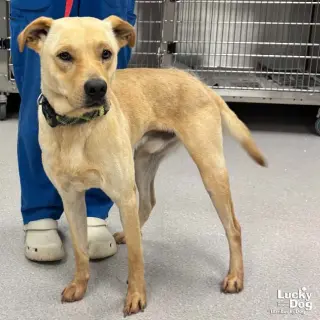 Benny