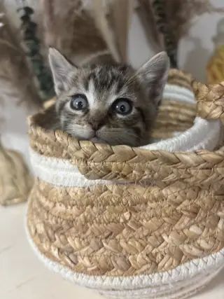 Rocket (CW)