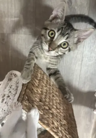 Rocket (CW)