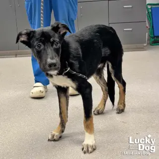 Fido