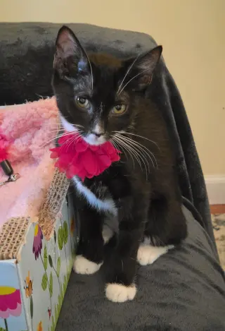 NORI