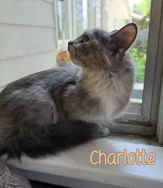 Charlotte