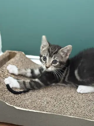 Bean