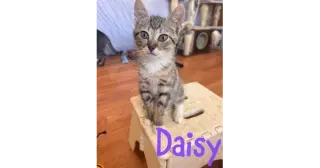 Daisy