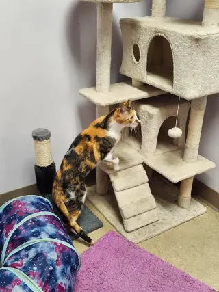 Bella (Pajama)