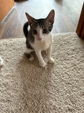 Chip