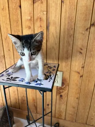Chip