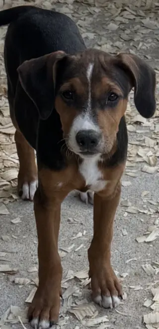 Jessie