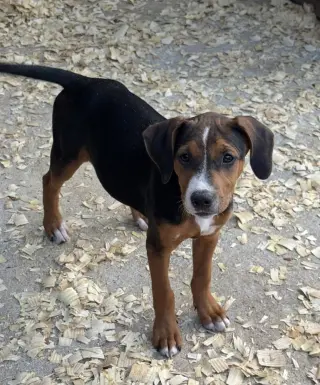 Jessie
