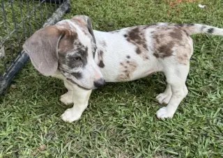 Pixel