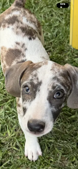 Pixel