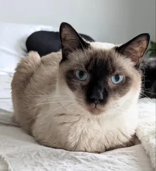 Jasper