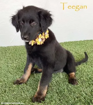 Teegan