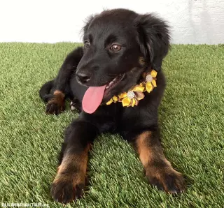Teegan
