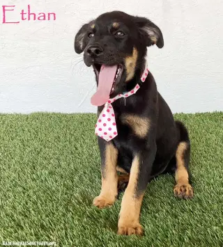 Ethan