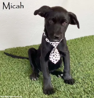 Micah