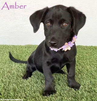 Amber