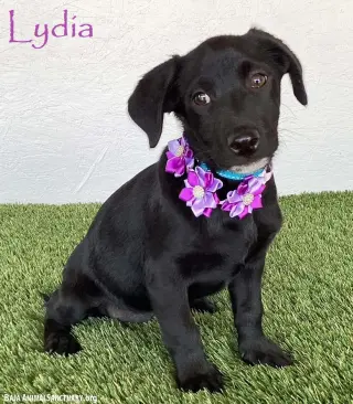 Lydia